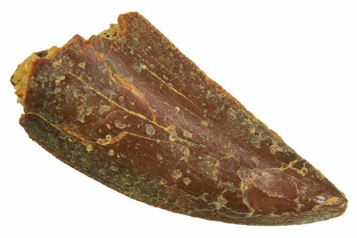 Fossil Raptor Tooth - Real Dinosaur Tooth #297721